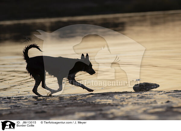 Border Collie / Border Collie / JM-13015