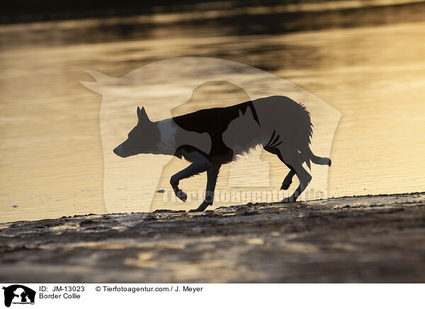 Border Collie / Border Collie / JM-13023