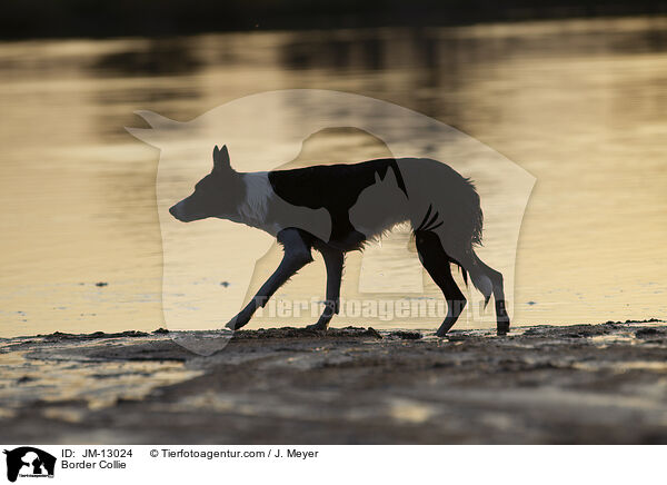 Border Collie / Border Collie / JM-13024