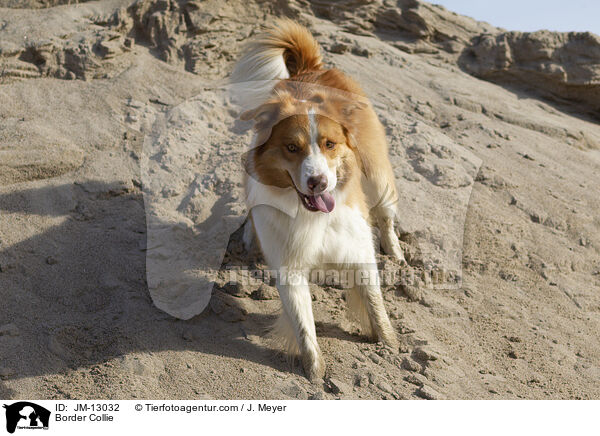 Border Collie / Border Collie / JM-13032