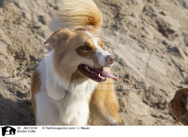 Border Collie / Border Collie / JM-13034