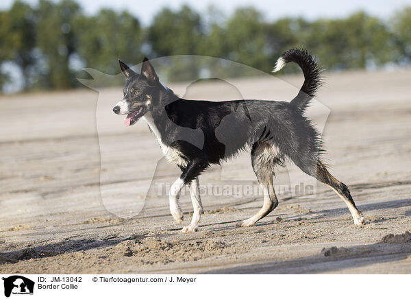 Border Collie / Border Collie / JM-13042