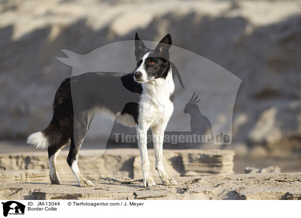 Border Collie / Border Collie / JM-13044