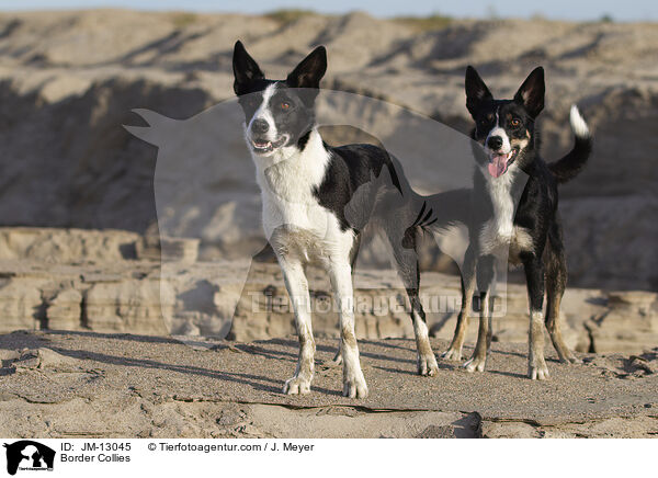 Border Collies / Border Collies / JM-13045