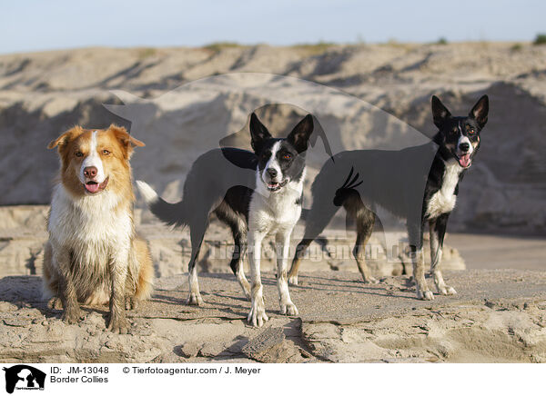 Border Collies / Border Collies / JM-13048