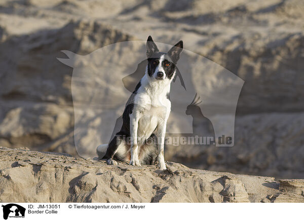 Border Collie / Border Collie / JM-13051