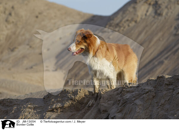 Border Collie / Border Collie / JM-13054