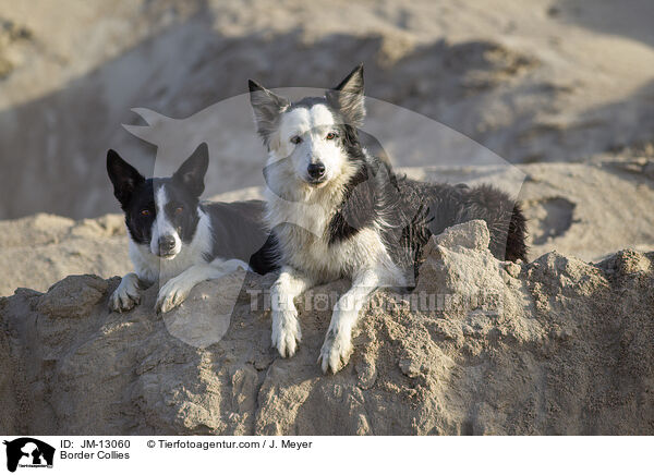 Border Collies / Border Collies / JM-13060