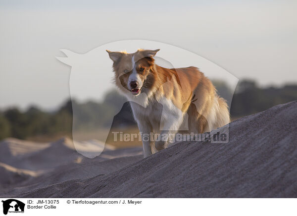 Border Collie / Border Collie / JM-13075