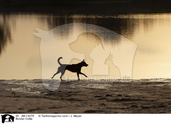 Border Collie / Border Collie / JM-13076