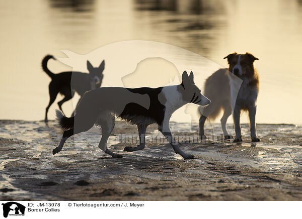 Border Collies / Border Collies / JM-13078