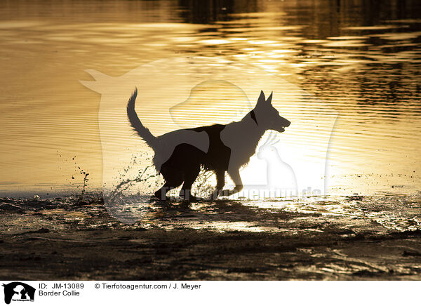 Border Collie / Border Collie / JM-13089