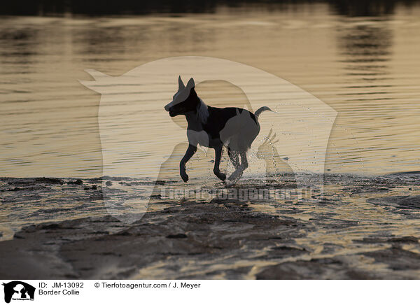 Border Collie / Border Collie / JM-13092