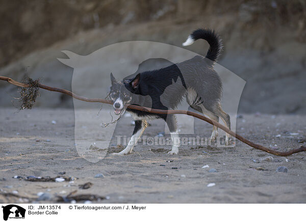 Border Collie / Border Collie / JM-13574