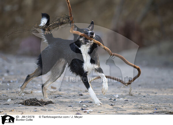 Border Collie / Border Collie / JM-13578