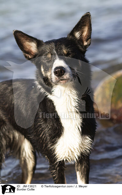 Border Collie / Border Collie / JM-13621