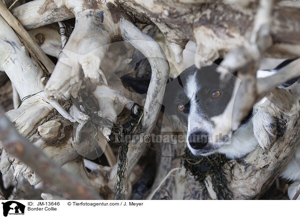 Border Collie / Border Collie / JM-13646