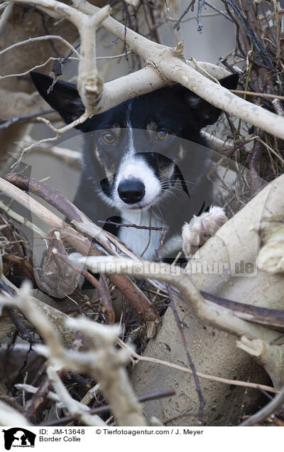 Border Collie / Border Collie / JM-13648