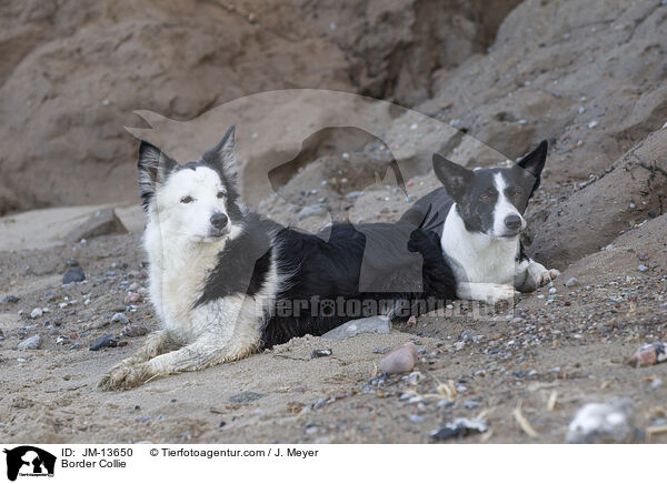 Border Collie / Border Collie / JM-13650