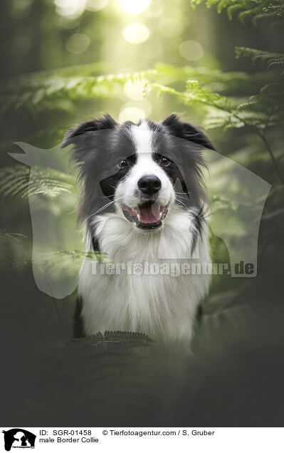 Border Collie Rde / male Border Collie / SGR-01458