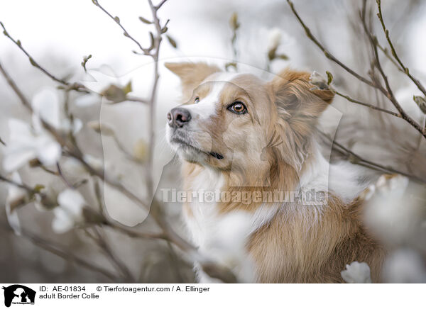 ausgewachsener Border Collie / adult Border Collie / AE-01834