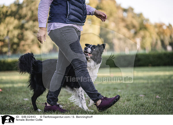 Border Collie Hndin / female Border Collie / SIB-02443