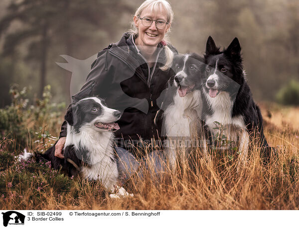 3 Border Collies / 3 Border Collies / SIB-02499