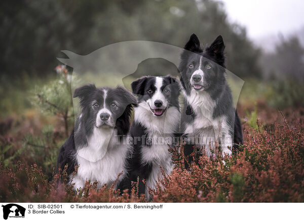 3 Border Collies / 3 Border Collies / SIB-02501