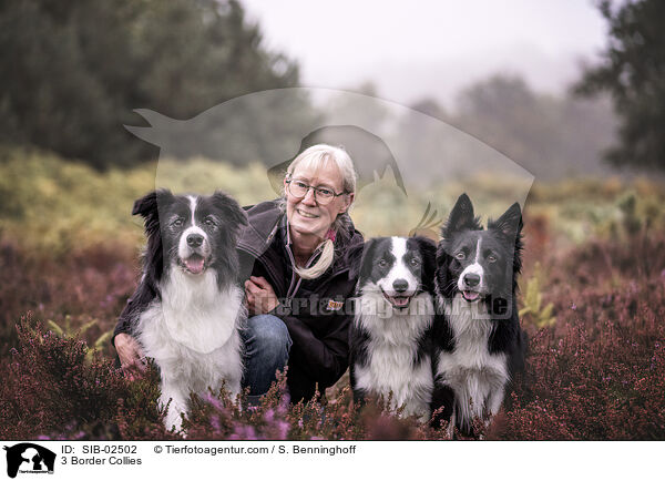 3 Border Collies / 3 Border Collies / SIB-02502