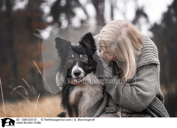 Border Collie Rde / male Border Collie / SIB-02510