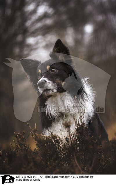 Border Collie Rde / male Border Collie / SIB-02514