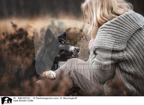 Border Collie Rde / male Border Collie / SIB-02519