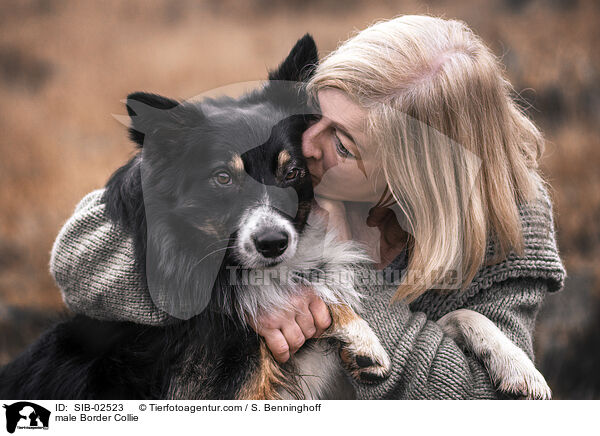 Border Collie Rde / male Border Collie / SIB-02523