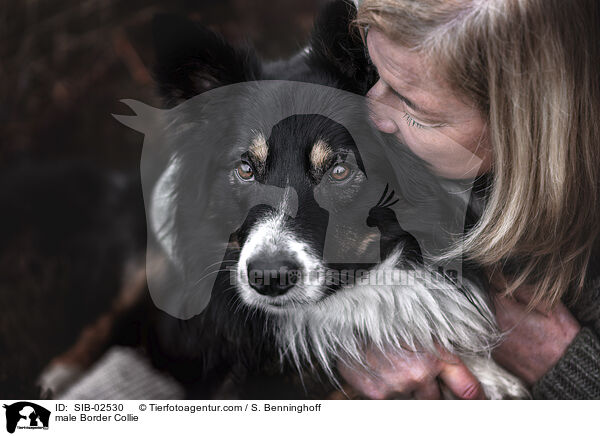 Border Collie Rde / male Border Collie / SIB-02530