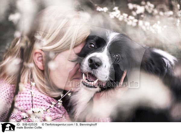 Border Collie Rde / male Border Collie / SIB-02535