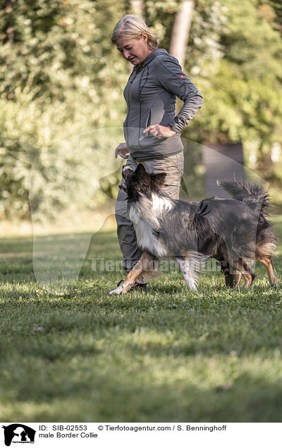 Border Collie Rde / male Border Collie / SIB-02553