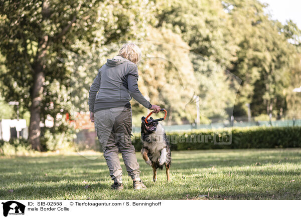 Border Collie Rde / male Border Collie / SIB-02558