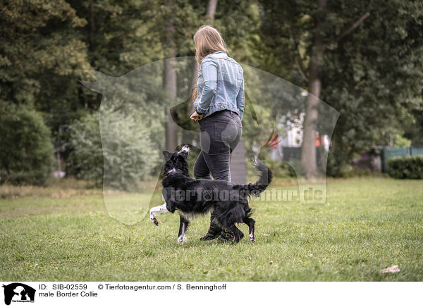 Border Collie Rde / male Border Collie / SIB-02559