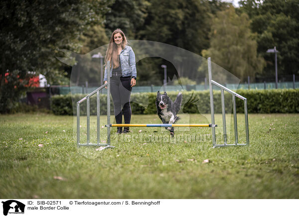 Border Collie Rde / male Border Collie / SIB-02571