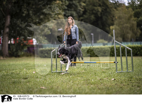 Border Collie Rde / male Border Collie / SIB-02573