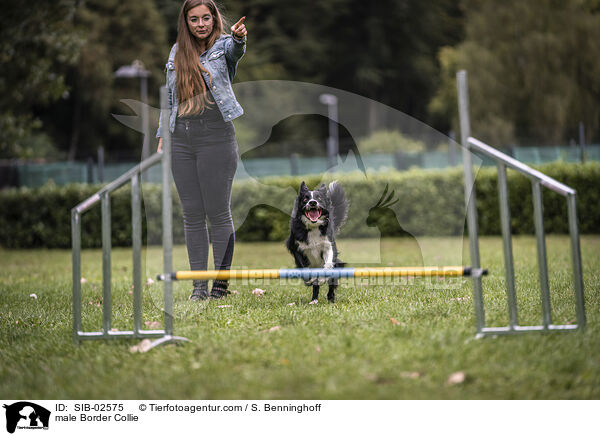 Border Collie Rde / male Border Collie / SIB-02575