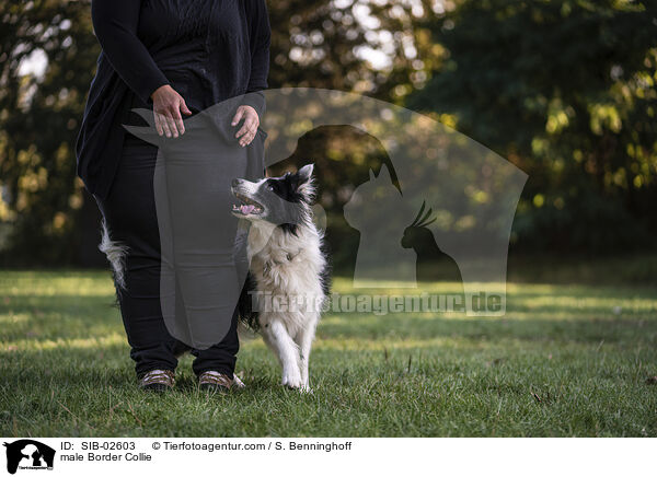 Border Collie Rde / male Border Collie / SIB-02603