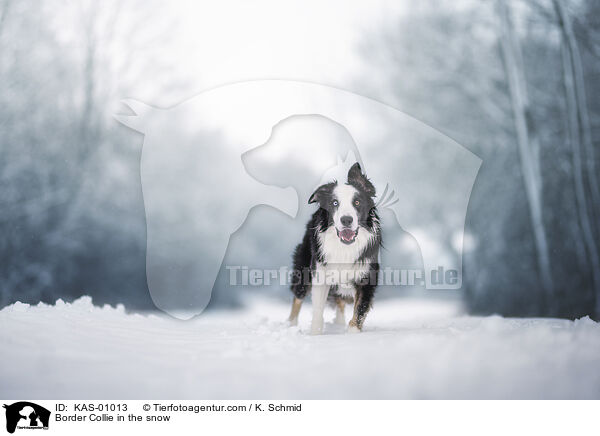 Border Collie im Schnee / Border Collie in the snow / KAS-01013