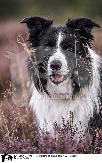 Border Collie / Border Collie / JRO-01496