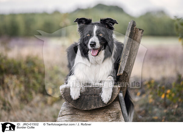 Border Collie / Border Collie / JRO-01502