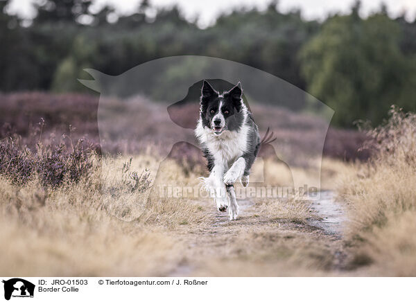 Border Collie / Border Collie / JRO-01503