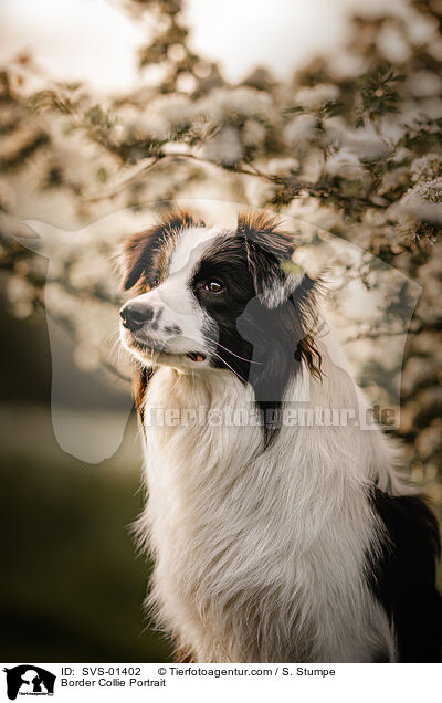 Border Collie Portrait / Border Collie Portrait / SVS-01402