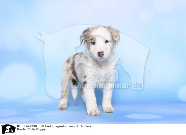 Border Collie Welpe / Border Collie Puppy / JH-29339