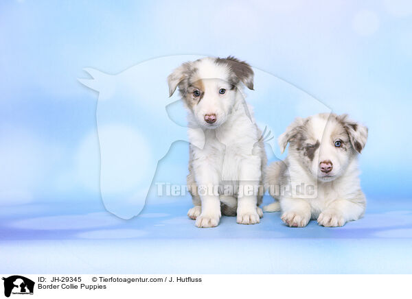 Border Collie Welpen / Border Collie Puppies / JH-29345