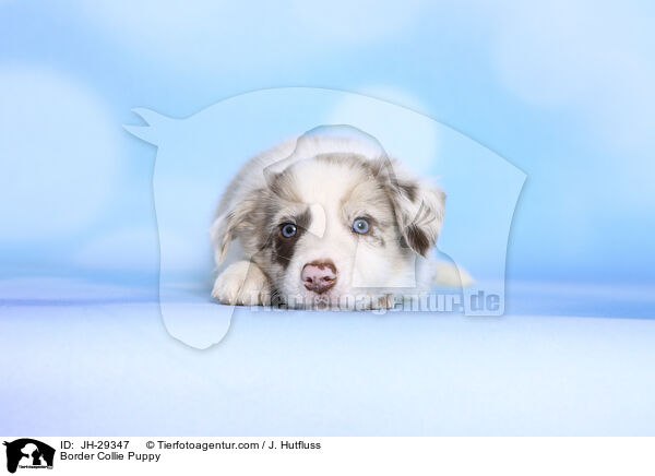 Border Collie Welpe / Border Collie Puppy / JH-29347